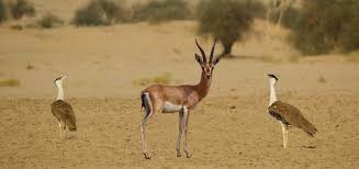 Wildlife Sanctuaries of Rajasthan: 8 Famous National Parks to Explore