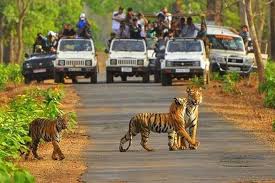 Sariska Tiger Reserve: 7 Amazing Facts About This Wildlife Sanctuary