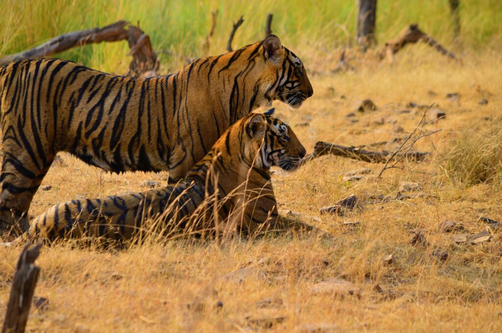 Ranthambore National Park: 7 Incredible Facts About This Wildlife Sanctuary