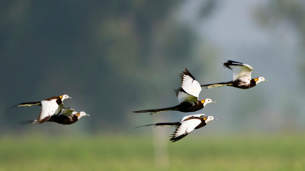 Ranthambore National Park: 7 Incredible Facts About This Wildlife Sanctuary