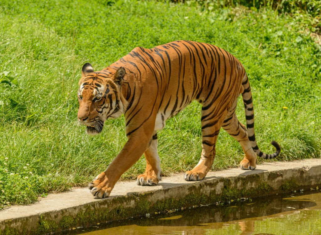 Sawai Madhopur: 7 Amazing Ranthambore National Park Wildlife Safari