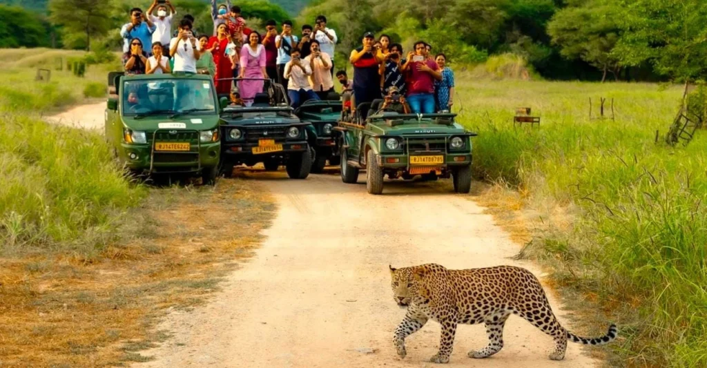 Leopard walking across a dirt road as tourists in safari jeeps watch and take photos in a green wildlife reserve