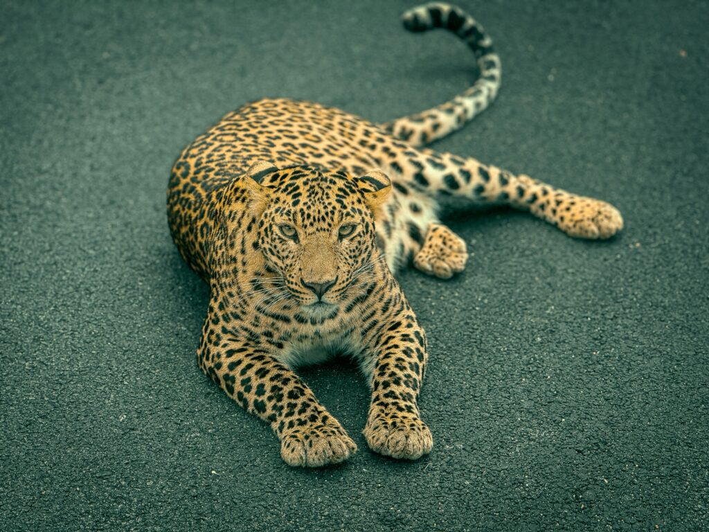 Jawai white Leopard Safari