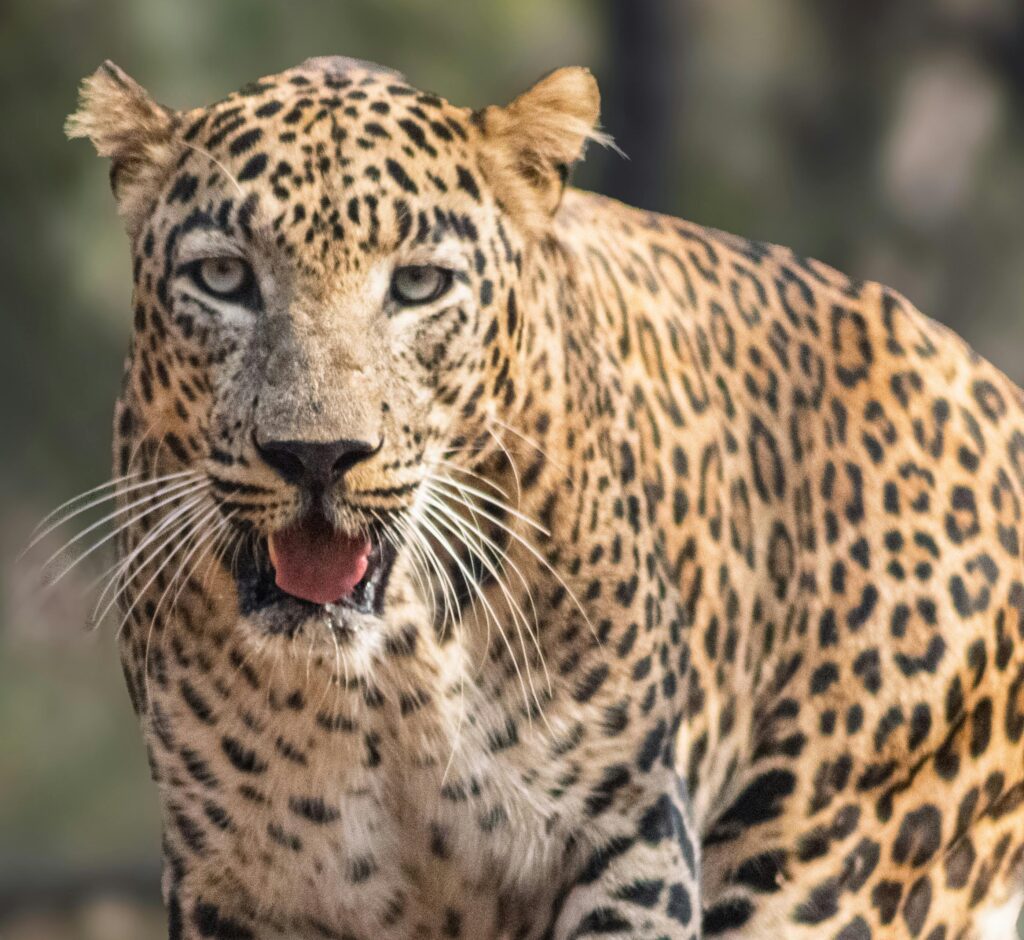  jawai leopard safari Close-up of a leopard’s face in a media library thumbnail.
