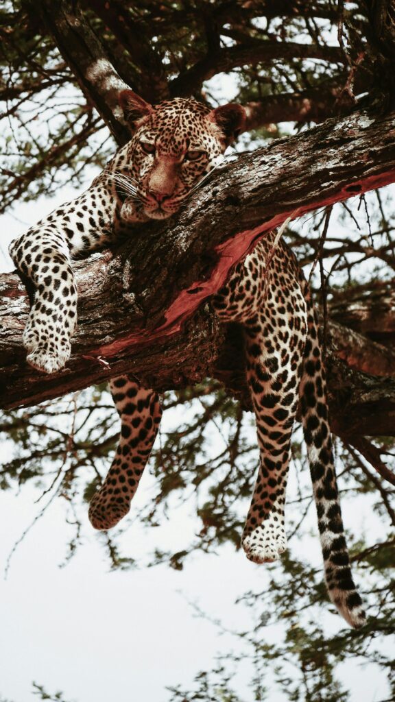 A majestic African leopard resting on a tree branch in its natural savanna habitat. Perfect wildlife photography.