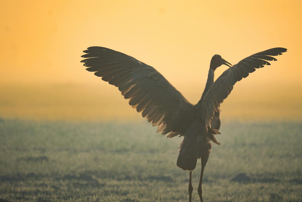 A majestic crane spreads its wings against a golden morning backdrop.