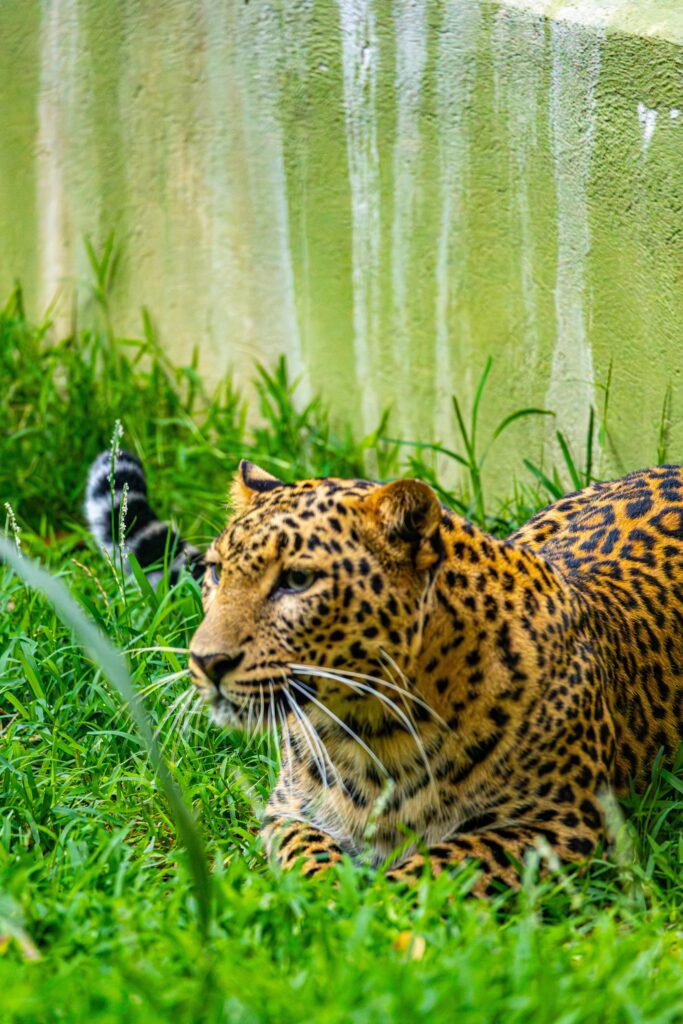 Close-up of a leopard lying on grass, showcasing its striking spotted fur in a natural habitat.