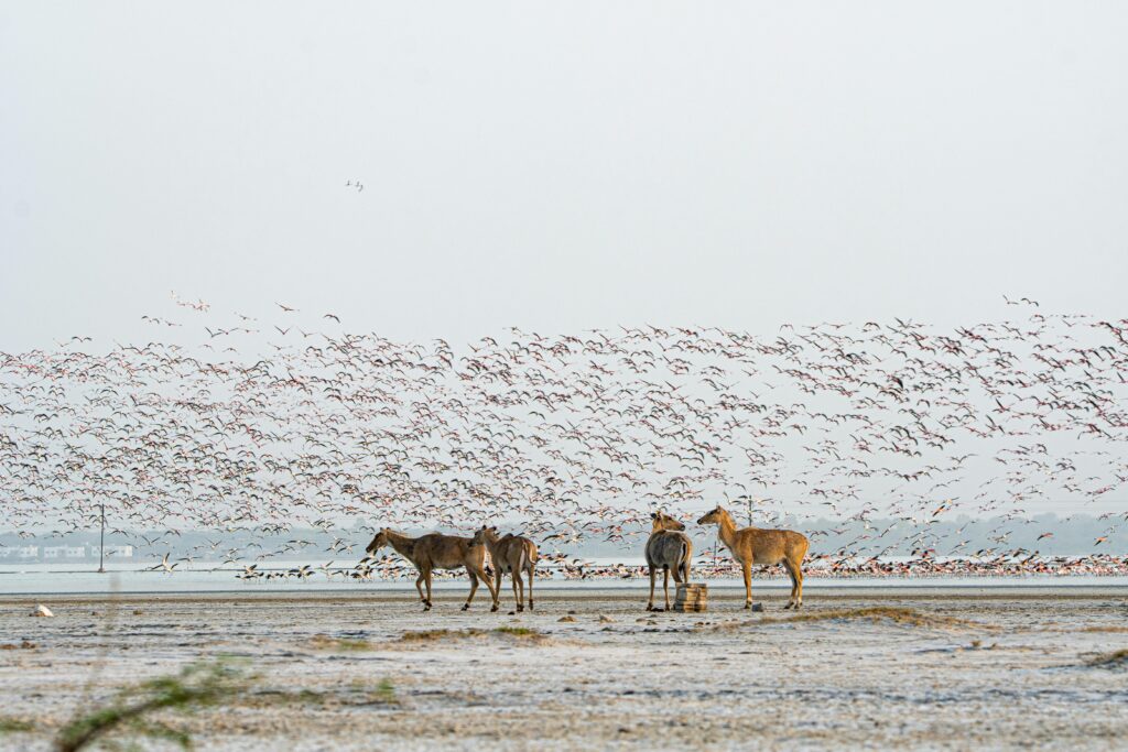 Nilgai antelopes and flamingos in marshland, showcasing diverse wildlife interaction.