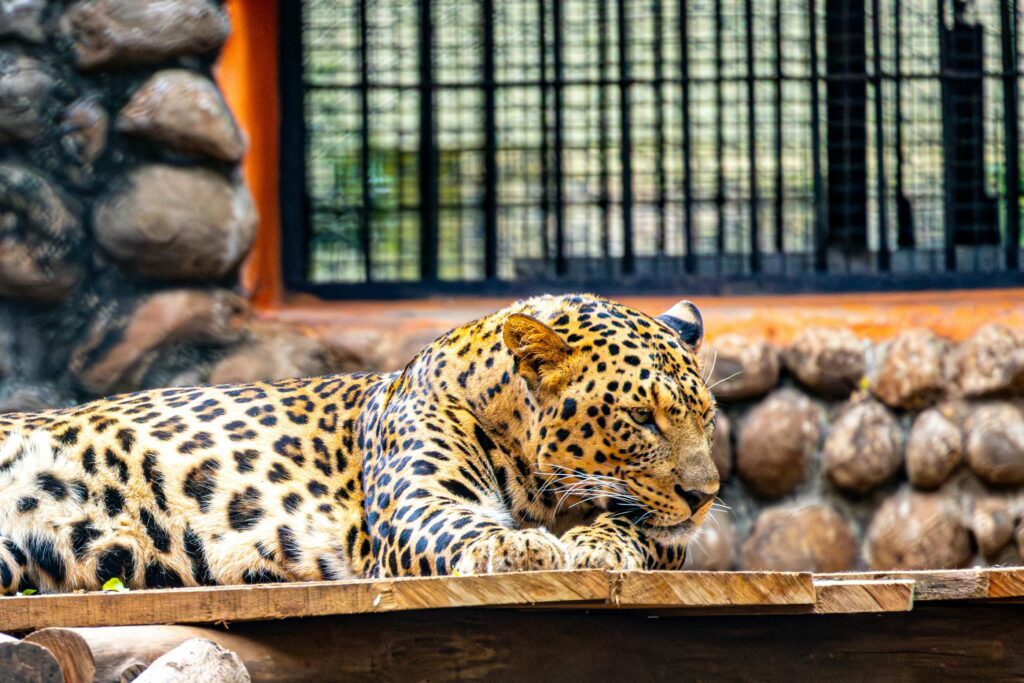 jawai leopard safari The image shows a close side view of a spotted hyena walking on light sandy terrain. The animal has a sloped back, rounded ears, and a brown coat covered with dark spots. Its head is slightly lowered as it moves forward, and the background appears blurred, suggesting an outdoor wildlife setting