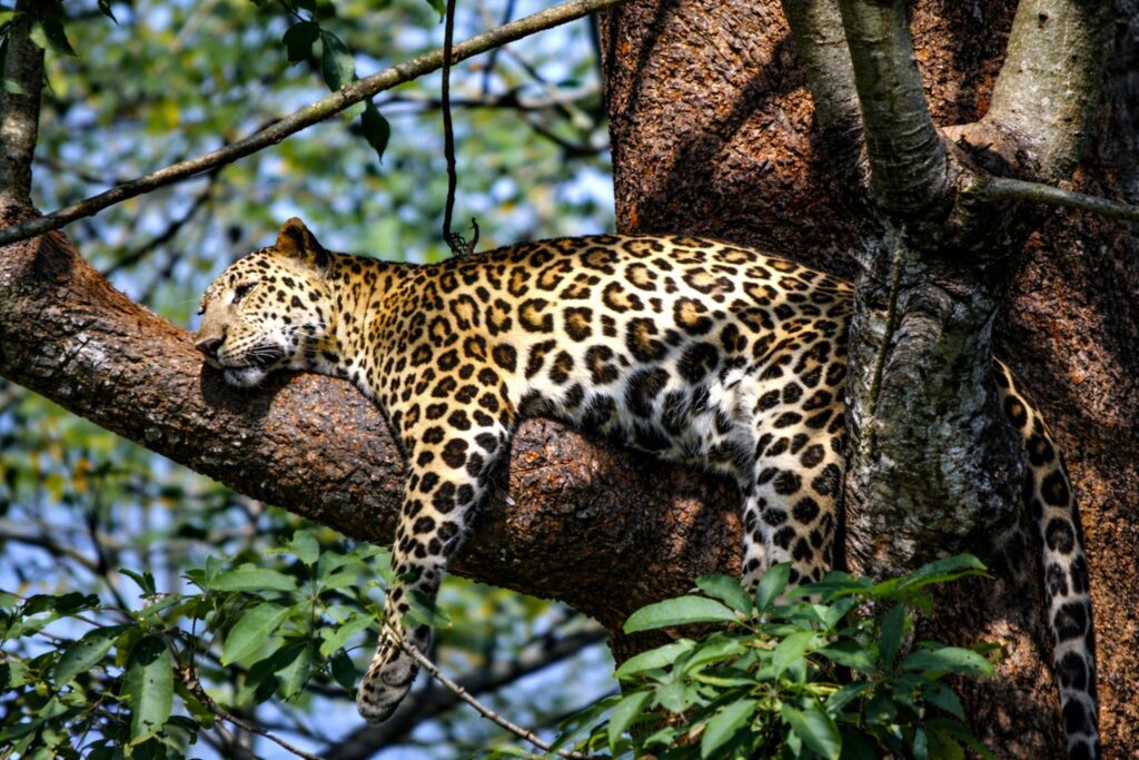 Leopard walking along a tree branch in a forest setting.